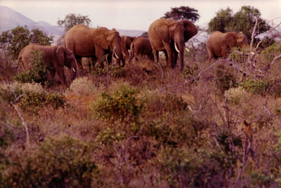 Tanzania, 1969