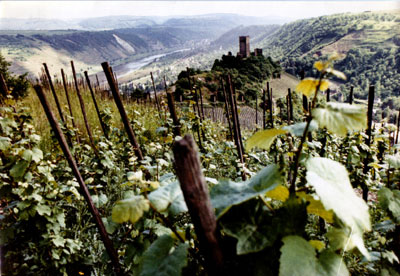 Mosel, 1963