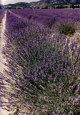 Provence, 1963